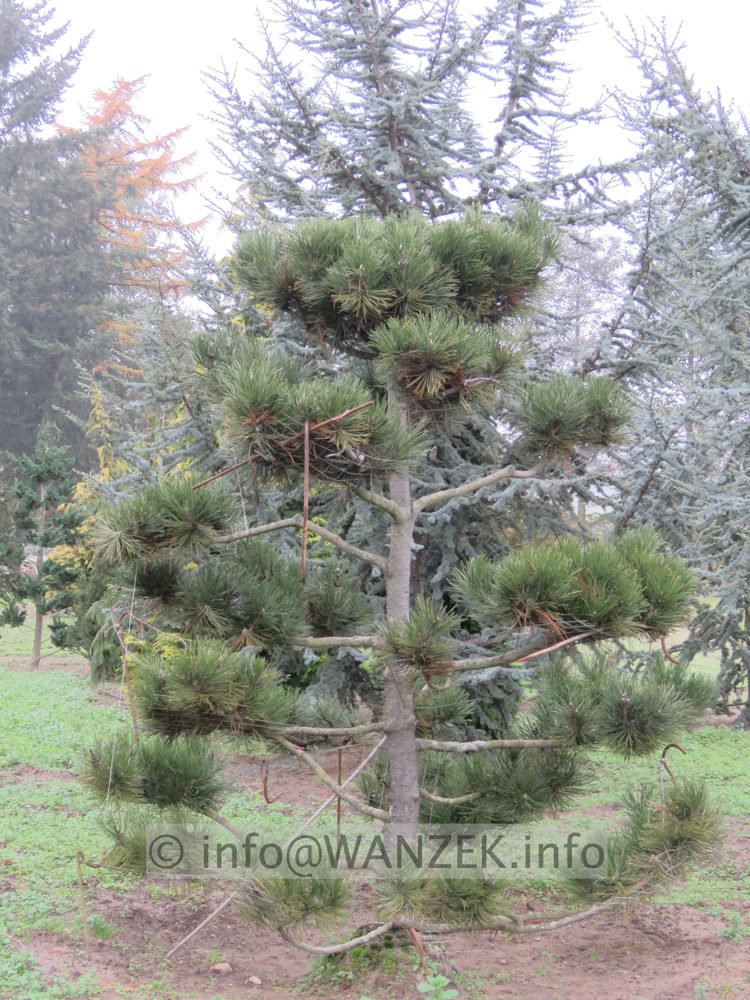 Pinus leucodermis - Bonsai 01.JPG